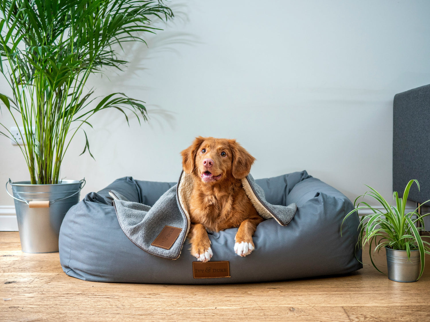 Pets Essentials